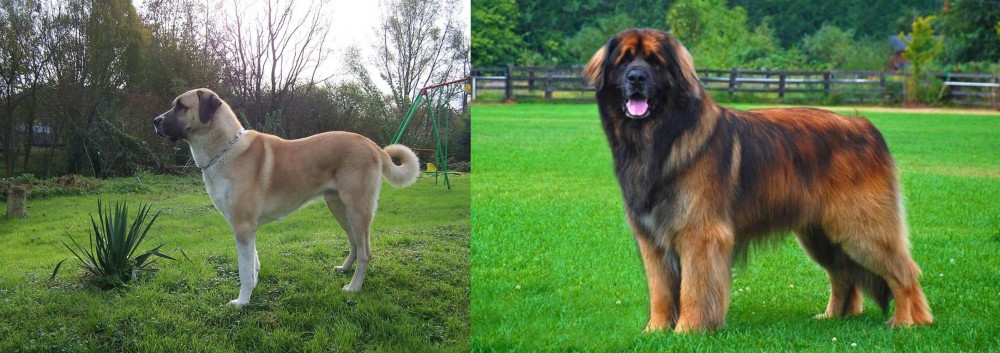 Leonberger vs Anatolian Shepherd - Breed Comparison