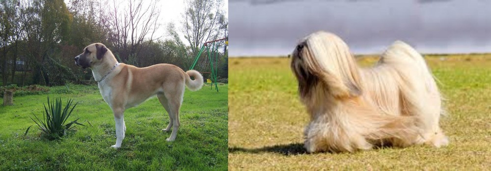 Lhasa Apso vs Anatolian Shepherd - Breed Comparison