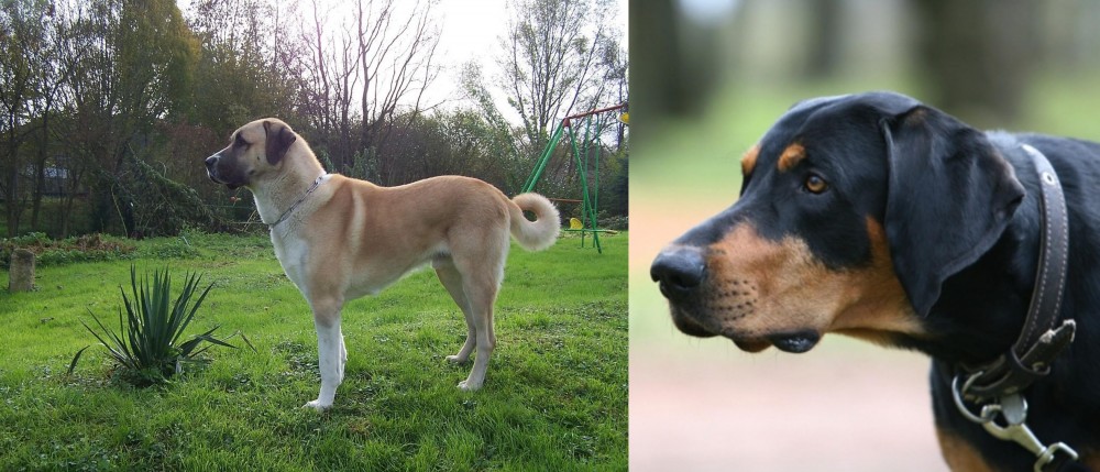 Lithuanian Hound vs Anatolian Shepherd - Breed Comparison