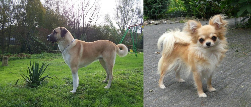 Long Haired Chihuahua vs Anatolian Shepherd - Breed Comparison
