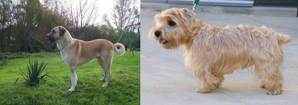 Lucas Terrier vs Anatolian Shepherd - Breed Comparison