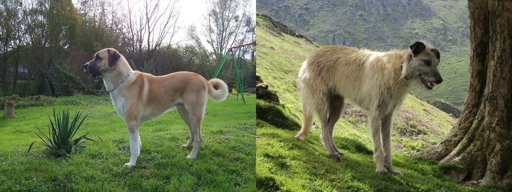 Lurcher vs Anatolian Shepherd - Breed Comparison