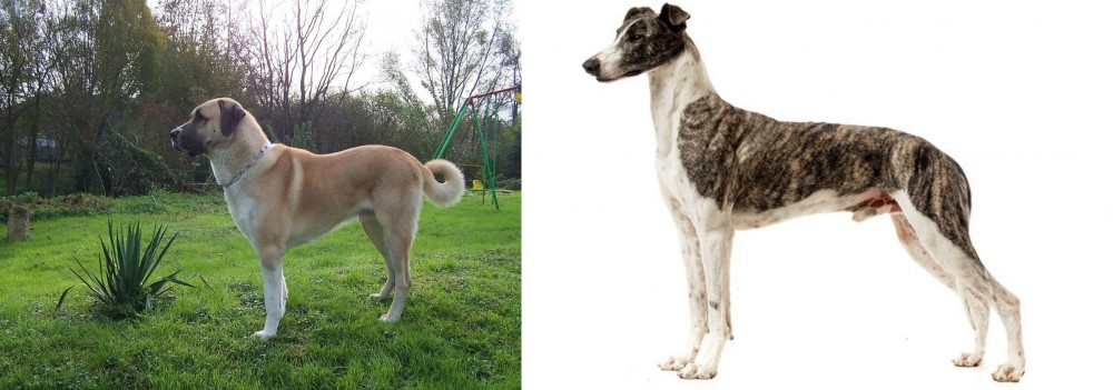 Magyar Agar vs Anatolian Shepherd - Breed Comparison