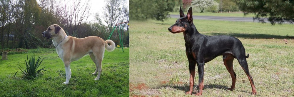 Manchester Terrier vs Anatolian Shepherd - Breed Comparison