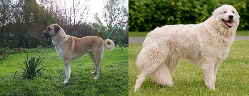 Maremma Sheepdog vs Anatolian Shepherd - Breed Comparison