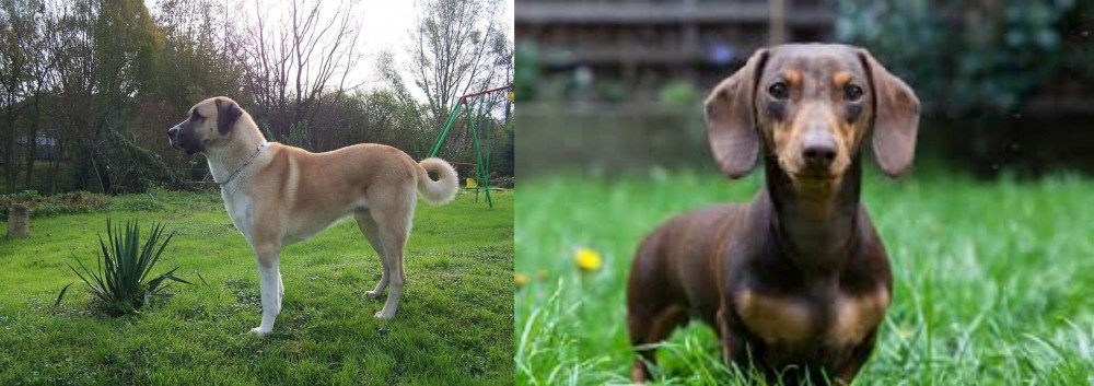 Miniature Dachshund vs Anatolian Shepherd - Breed Comparison