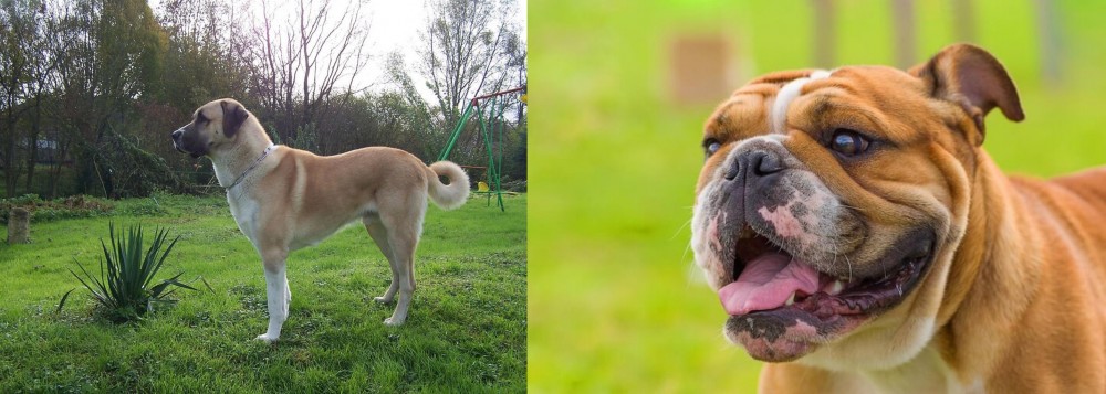 Miniature English Bulldog vs Anatolian Shepherd - Breed Comparison