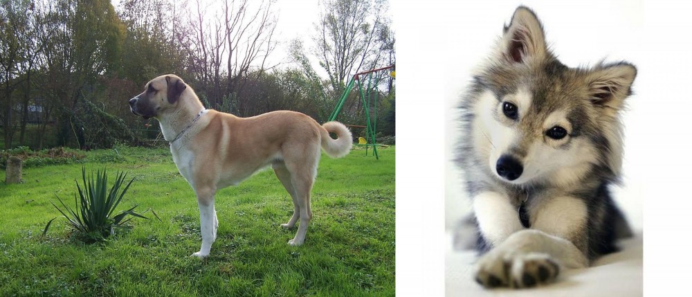 Miniature Siberian Husky vs Anatolian Shepherd - Breed Comparison