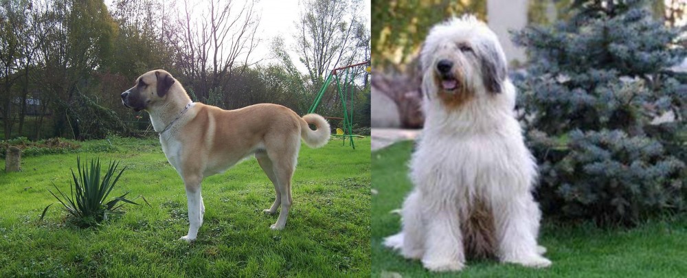 Mioritic Sheepdog vs Anatolian Shepherd - Breed Comparison