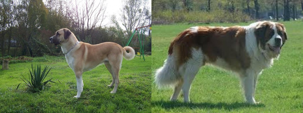 Moscow Watchdog vs Anatolian Shepherd - Breed Comparison