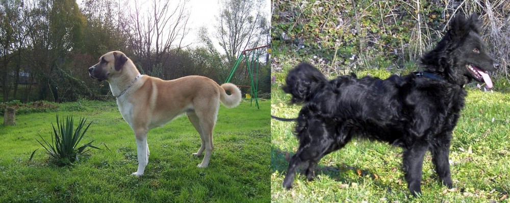 Mudi vs Anatolian Shepherd - Breed Comparison