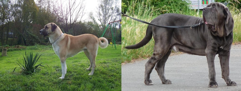 Neapolitan Mastiff vs Anatolian Shepherd - Breed Comparison