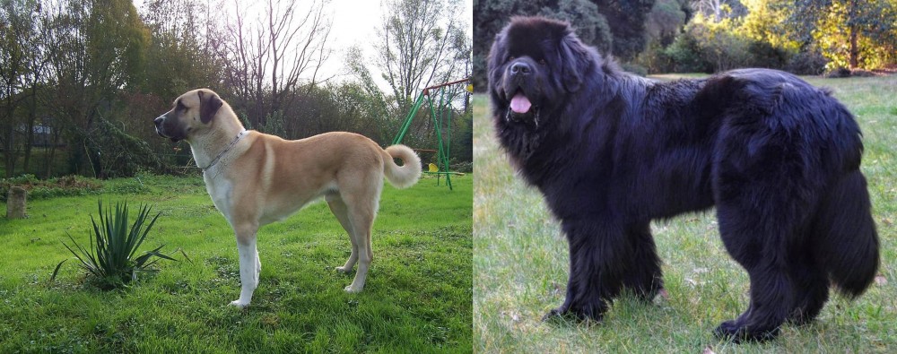 Newfoundland Dog vs Anatolian Shepherd - Breed Comparison