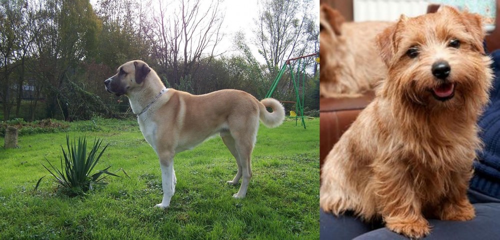 Norfolk Terrier vs Anatolian Shepherd - Breed Comparison