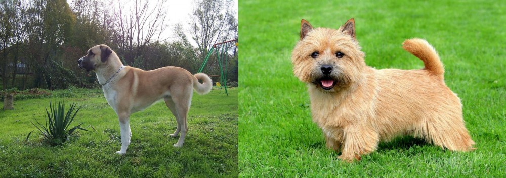 Norwich Terrier vs Anatolian Shepherd - Breed Comparison