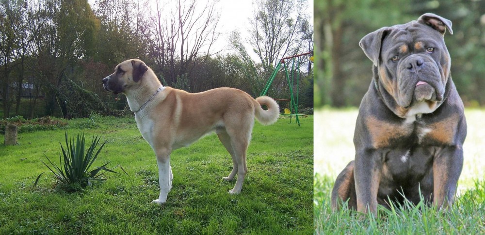 Olde English Bulldogge vs Anatolian Shepherd - Breed Comparison