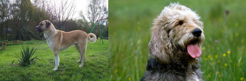 Otterhound vs Anatolian Shepherd - Breed Comparison