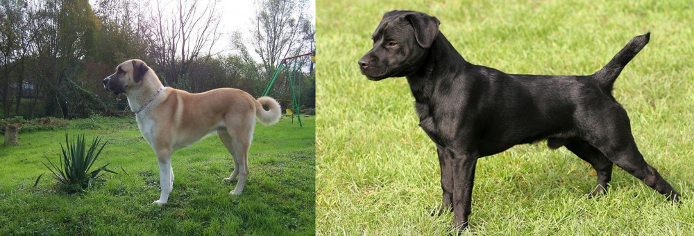 Patterdale Terrier vs Anatolian Shepherd - Breed Comparison