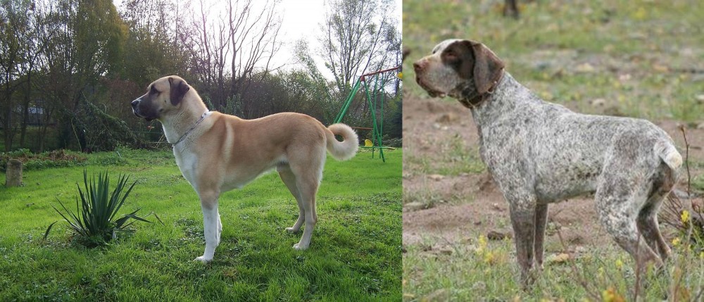 Perdiguero de Burgos vs Anatolian Shepherd - Breed Comparison