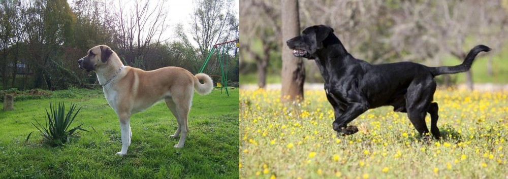 Perro de Pastor Mallorquin vs Anatolian Shepherd - Breed Comparison