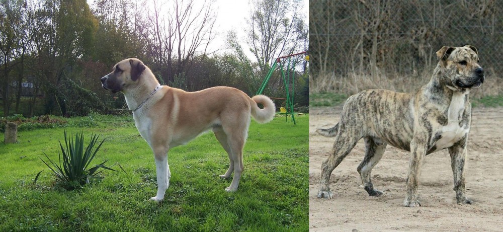 Perro de Presa Mallorquin vs Anatolian Shepherd - Breed Comparison