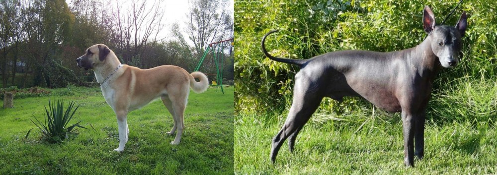 Peruvian Hairless vs Anatolian Shepherd - Breed Comparison