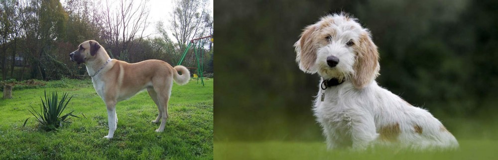 Petit Basset Griffon Vendeen vs Anatolian Shepherd - Breed Comparison