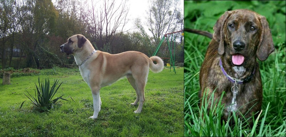 Plott Hound vs Anatolian Shepherd - Breed Comparison