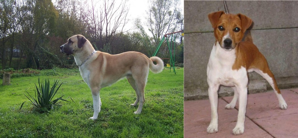 Plummer Terrier vs Anatolian Shepherd - Breed Comparison