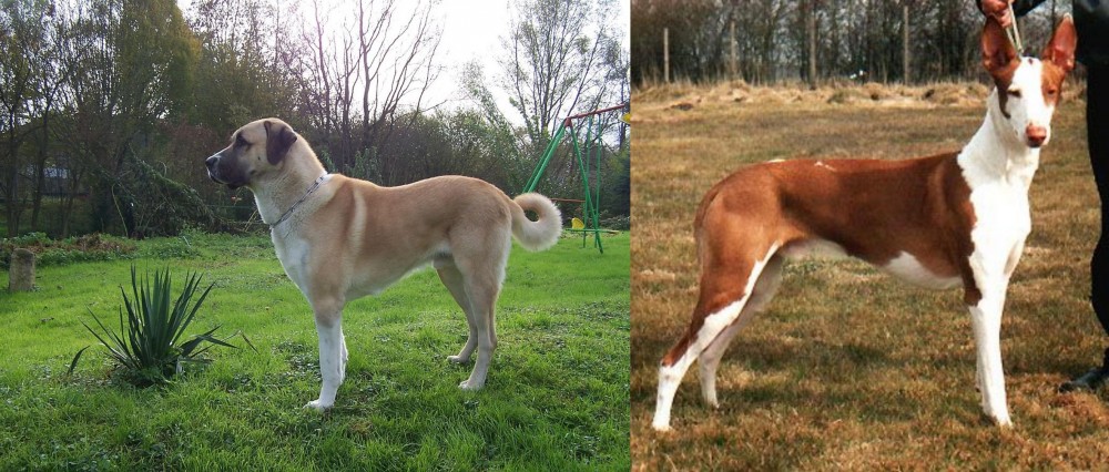 Podenco Canario vs Anatolian Shepherd - Breed Comparison