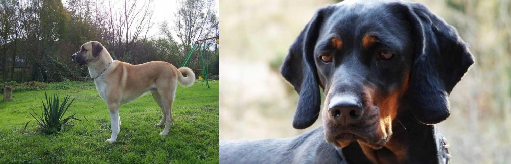 Polish Hunting Dog vs Anatolian Shepherd - Breed Comparison