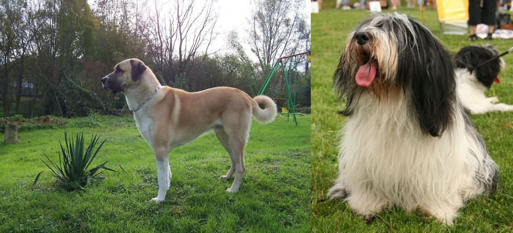 Polish Lowland Sheepdog vs Anatolian Shepherd - Breed Comparison