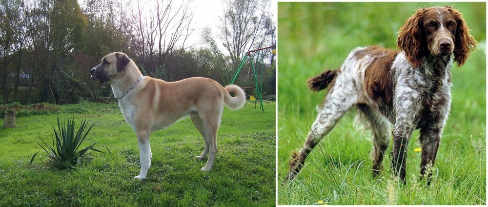 Pont-Audemer Spaniel vs Anatolian Shepherd - Breed Comparison