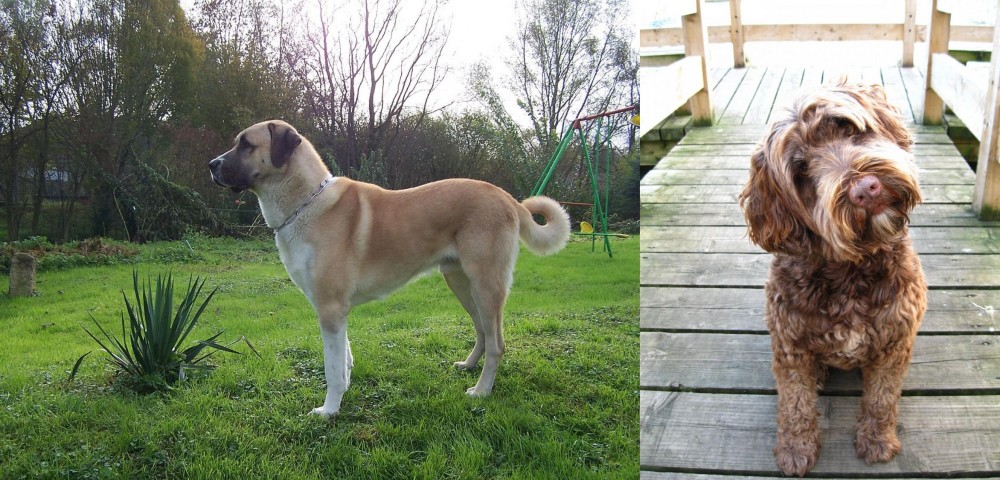 Portuguese Water Dog vs Anatolian Shepherd - Breed Comparison