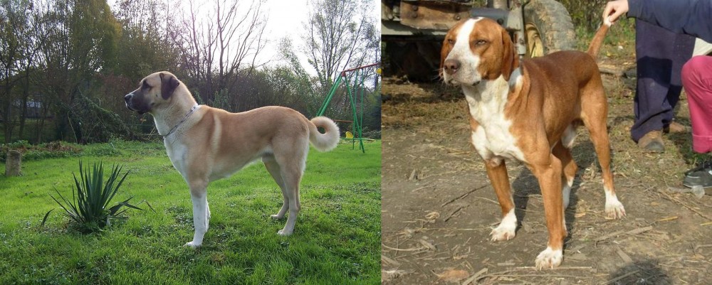 Posavac Hound vs Anatolian Shepherd - Breed Comparison
