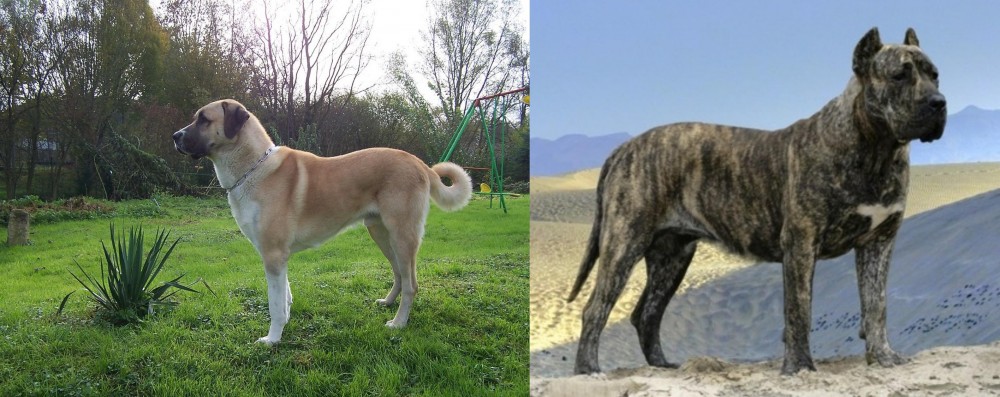 Presa Canario vs Anatolian Shepherd - Breed Comparison