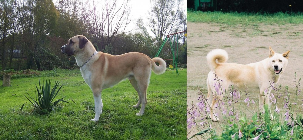 Pungsan Dog vs Anatolian Shepherd - Breed Comparison