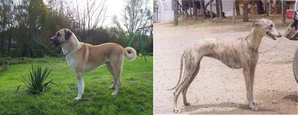 Rampur Greyhound vs Anatolian Shepherd - Breed Comparison