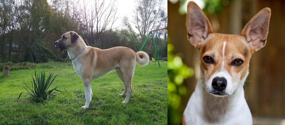 Rat Terrier vs Anatolian Shepherd - Breed Comparison