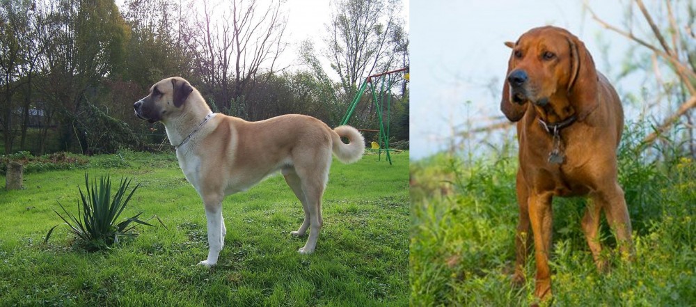Redbone Coonhound vs Anatolian Shepherd - Breed Comparison