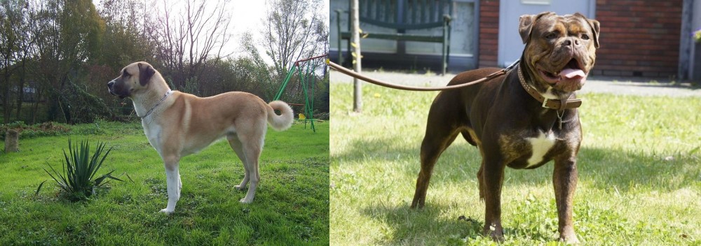 Renascence Bulldogge vs Anatolian Shepherd - Breed Comparison