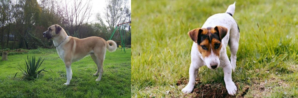 Russell Terrier vs Anatolian Shepherd - Breed Comparison