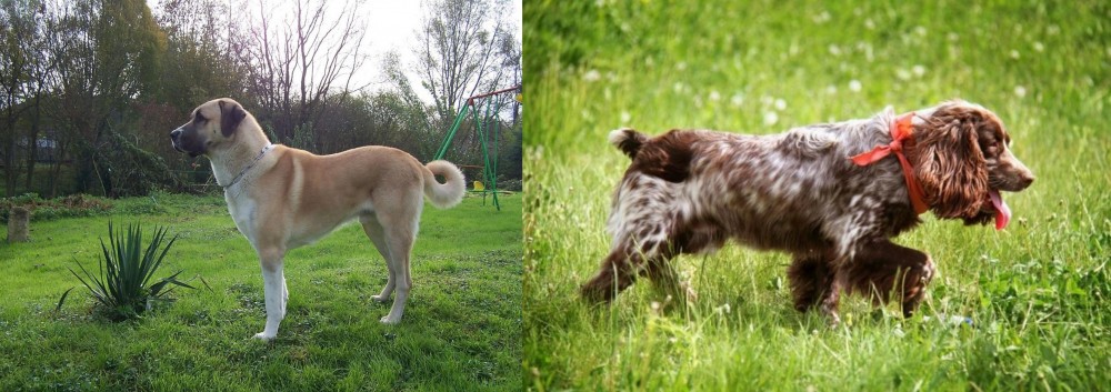 Russian Spaniel vs Anatolian Shepherd - Breed Comparison