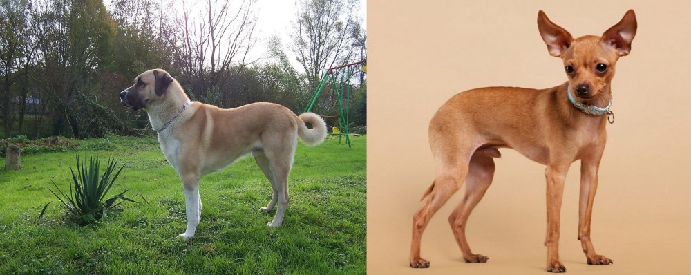 Russian Toy Terrier vs Anatolian Shepherd - Breed Comparison