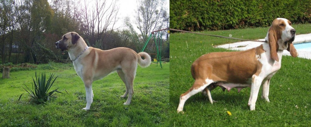 Sabueso Espanol vs Anatolian Shepherd - Breed Comparison