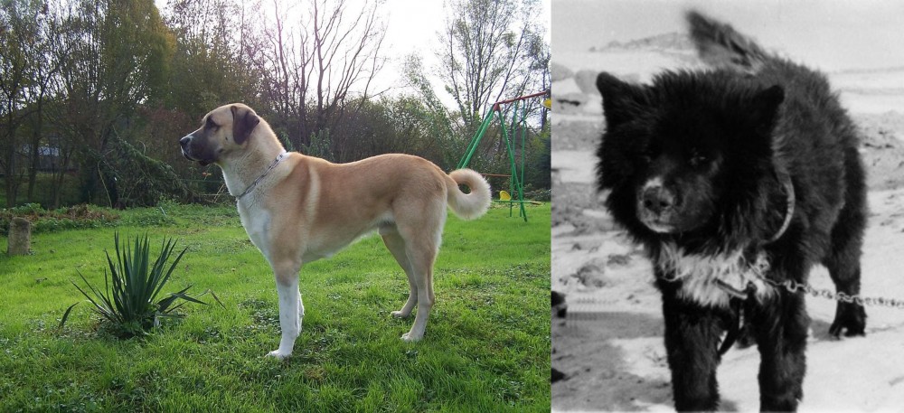 Sakhalin Husky vs Anatolian Shepherd - Breed Comparison