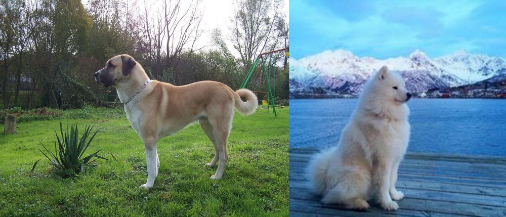 Samoyed vs Anatolian Shepherd - Breed Comparison