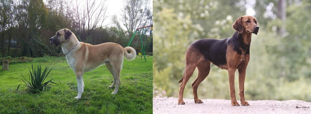 Schillerstovare vs Anatolian Shepherd - Breed Comparison