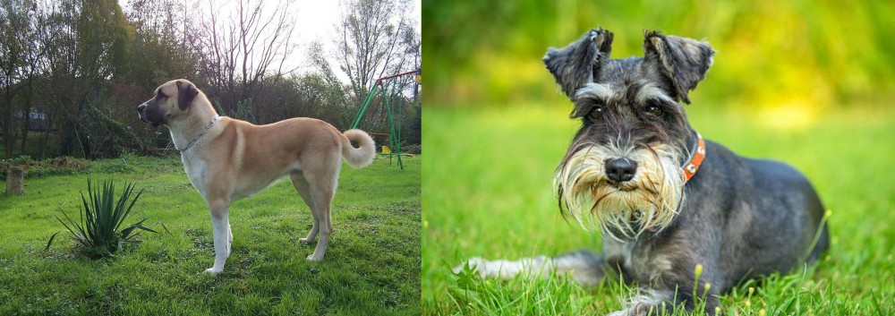 Schnauzer vs Anatolian Shepherd - Breed Comparison