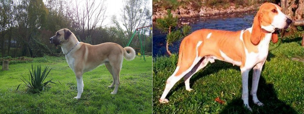 Schweizer Laufhund vs Anatolian Shepherd - Breed Comparison